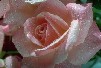 La rose