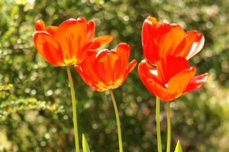 les coquelicots